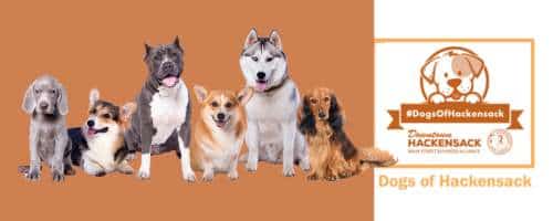 Dogs of Hackensack – A Guide for Dog Owners